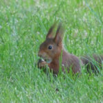 l’écureuil roux, un voisin discret et charmant