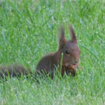 l’écureuil roux, un voisin discret et charmant