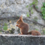 l’écureuil roux, un voisin discret et charmant