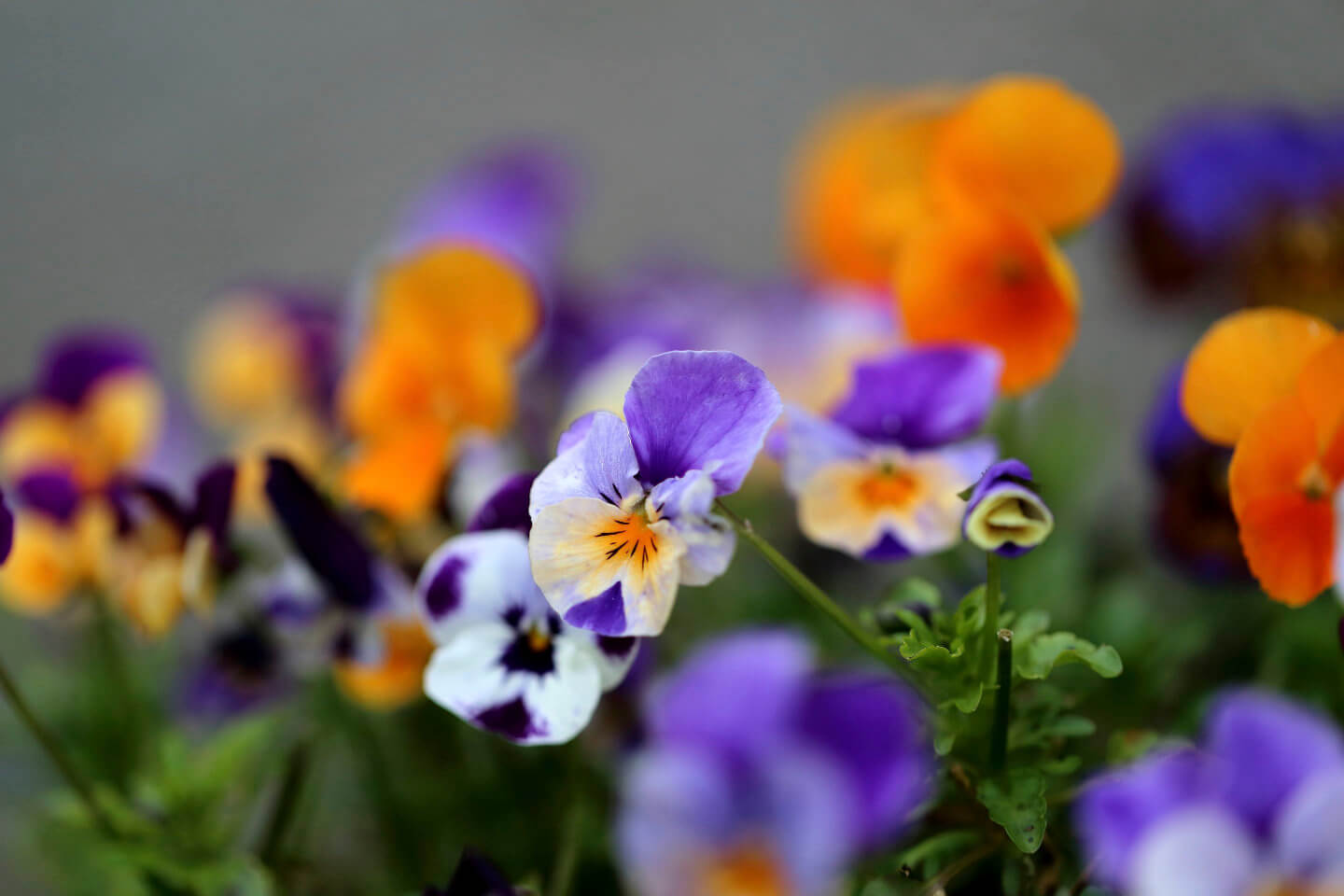 Rejoignez l’équipe des Orangeries