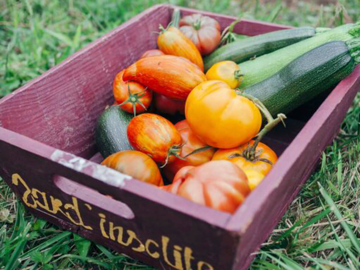 Les légumes bio de Jardin Insolite à Saulgé.